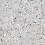 SERPINB6 Antibody in Immunohistochemistry (Paraffin) (IHC (P))