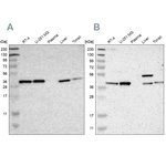 SERPINB6 Antibody in Western Blot (WB)