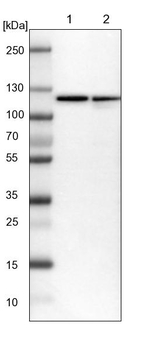 HSPA4 Antibody in Western Blot (WB)