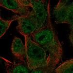 PCDHGA2 Polyclonal Antibody