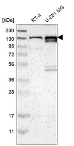 PCDHGA2 Antibody in Western Blot (WB)