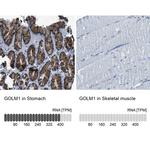 GOLPH2 Antibody