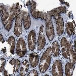 GOLPH2 Antibody in Immunohistochemistry (Paraffin) (IHC (P))
