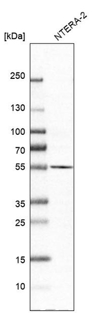 GOLPH2 Antibody in Western Blot (WB)