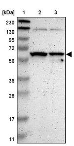 SAMSN1 Antibody in Western Blot (WB)