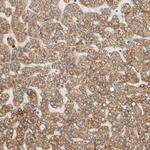 SIGLEC9 Polyclonal Antibody