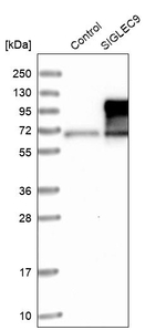 SIGLEC9 Antibody in Western Blot (WB)