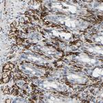 FCGR2A Antibody in Immunohistochemistry (Paraffin) (IHC (P))