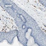 FCGR2A Antibody in Immunohistochemistry (Paraffin) (IHC (P))