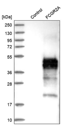 FCGR2A Antibody in Western Blot (WB)