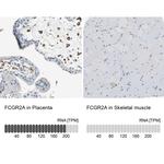 FCGR2A Antibody