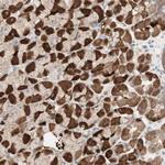 MUC3 Polyclonal Antibody