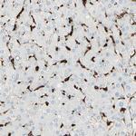 HLA-DPB1 Antibody in Immunohistochemistry (Paraffin) (IHC (P))