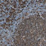 HLA-DPB1 Antibody in Immunohistochemistry (Paraffin) (IHC (P))
