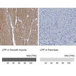 LPP Antibody