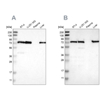 LPP Antibody in Western Blot (WB)