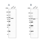 Moesin Antibody in Western Blot (WB)
