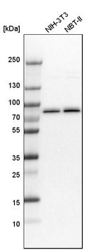 Moesin Antibody in Western Blot (WB)