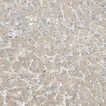 GCNT3 Antibody in Immunohistochemistry (Paraffin) (IHC (P))
