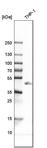 LAIR1 Antibody in Western Blot (WB)