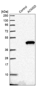 ACMSD Antibody in Western Blot (WB)