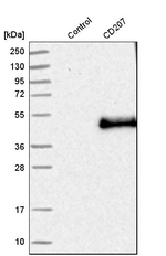 Langerin Antibody in Western Blot (WB)