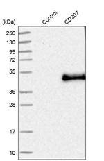 Langerin Antibody in Western Blot (WB)