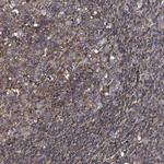 Moesin Antibody in Immunohistochemistry (Paraffin) (IHC (P))