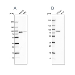 Moesin Antibody in Western Blot (WB)