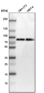 Moesin Antibody in Western Blot (WB)