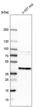 ERLIN1 Antibody in Western Blot (WB)