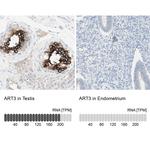 ART3 Antibody