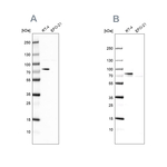 ACSL1 Antibody in Western Blot (WB)