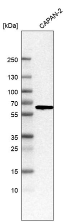 C1rLP Antibody in Western Blot (WB)