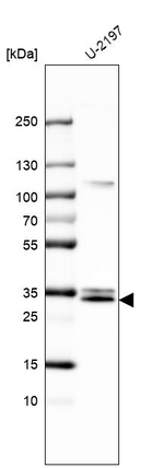 Monoacylglycerol Lipase Antibody in Western Blot (WB)