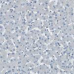 PDE9A Antibody in Immunohistochemistry (Paraffin) (IHC (P))