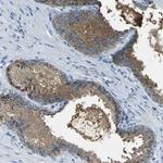 PDE9A Antibody in Immunohistochemistry (Paraffin) (IHC (P))