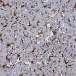 CD300a Antibody in Immunohistochemistry (Paraffin) (IHC (P))