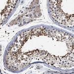 CD300a Antibody in Immunohistochemistry (Paraffin) (IHC (P))