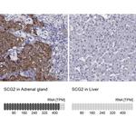 Chromogranin C Antibody