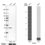 TSPAN1 Antibody in Western Blot (WB)