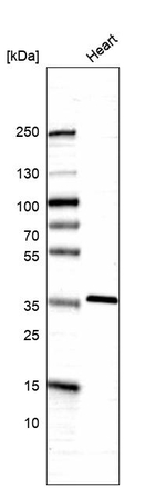 SGCG Antibody in Western Blot (WB)