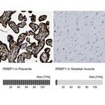 RRBP1 Antibody