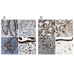 RRBP1 Antibody in Immunohistochemistry (Paraffin) (IHC (P))