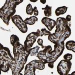 RRBP1 Antibody in Immunohistochemistry (Paraffin) (IHC (P))