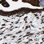 RRBP1 Antibody in Immunohistochemistry (Paraffin) (IHC (P))