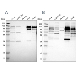 RRBP1 Antibody in Western Blot (WB)