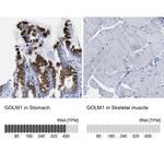 GOLPH2 Antibody