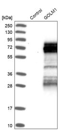 GOLPH2 Antibody in Western Blot (WB)