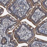 LRP4 Polyclonal Antibody